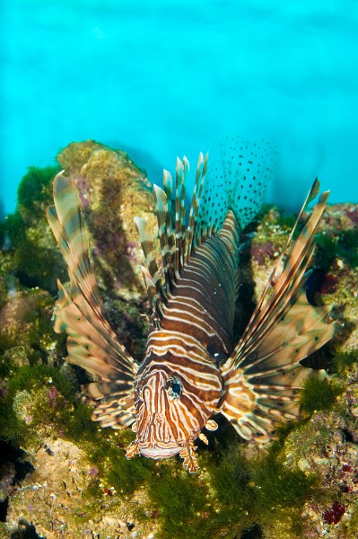 Volitan Lionfish or Turkeyfish in Aquarium against Coral Reef